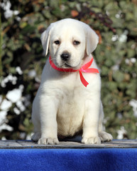 the labrador puppy on a blue background