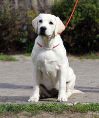 the yellow labrador in the park