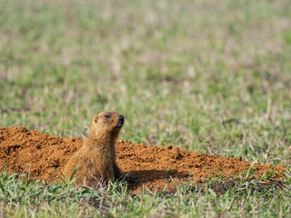 The marmot peeking out of the hole