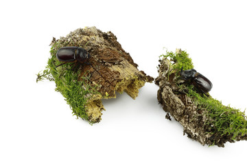 Close-up of a pair of rhinoceros beetle on wood overgrown with moss separated on a white background. Female and male of the European rhinoceros beetle (Oryctes nasicornis)