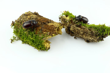 Close-up of a pair of rhinoceros beetle on wood overgrown with moss separated on a white background. Female and male of the European rhinoceros beetle (Oryctes nasicornis)