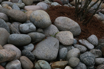 Pebbles as a background with a details of pine needles