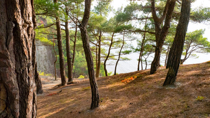 Fototapeta premium Tree in the forest in spring sunny warm day