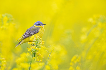 An adult yellow wagtail perched and singing on the blossom of a rapeseed field.