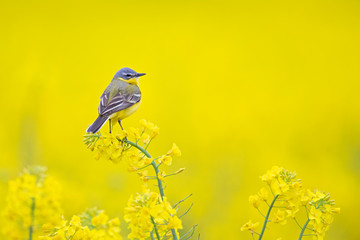 An adult yellow wagtail perched and singing on the blossom of a rapeseed field.