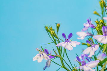 Fototapeta na wymiar Blue Trailing Lobelia Sapphire flowers or Edging Lobelia.Summer flowers 