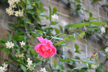 one single pink rose blossoms in May 