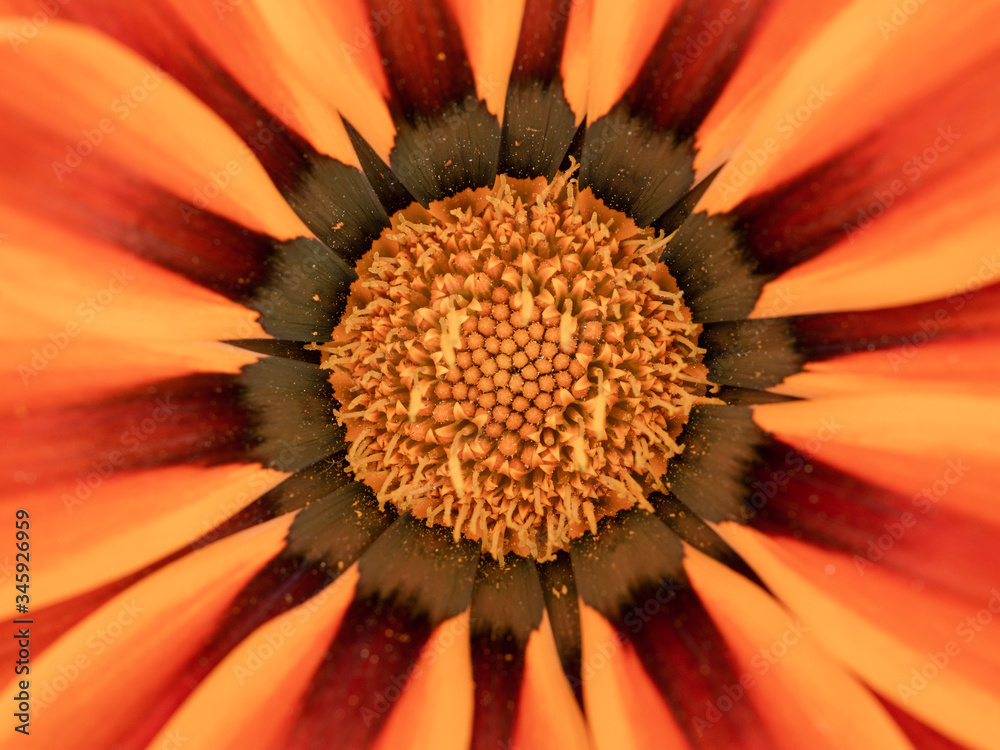 Wall mural orange flower macro