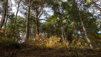 Tree in the forest in spring sunny warm day