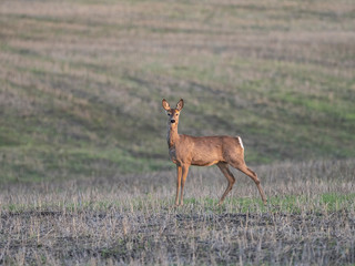 ROE deer in the field at sunset