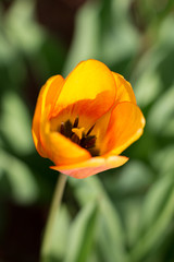 red yellow tulip