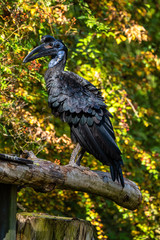 Abyssinian northern Ground Hornbill, Bucorvus abyssinicus strange bird