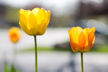 red yellow tulip