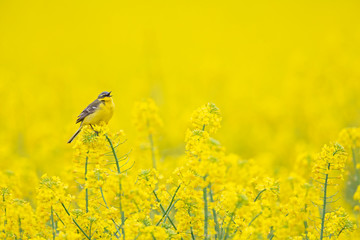 An adult yellow wagtail perched and singing on the blossom of a rapeseed field.