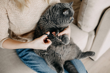Woman trimming cat's nails at home with special scissors. Purebred british shorthair cat.