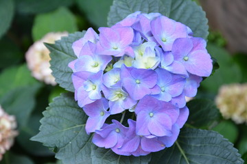 purple hydrangeas blossoms in May 