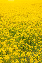 Rapeseed field in summer as nature background