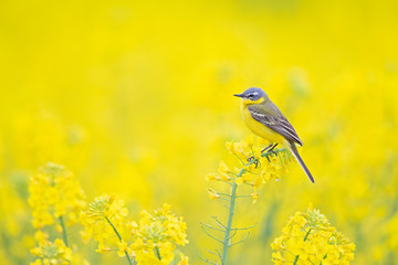 An adult yellow wagtail perched and singing on the blossom of a rapeseed field.