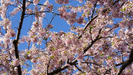 Cherry blossoms against the blue sky