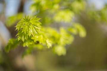 close up of green leaves