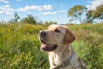 A beautiful labrador on a green lawn against a blue sky with clouds