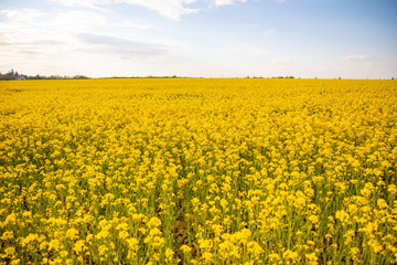 Rapeseed field with blue sky and clouds in summer