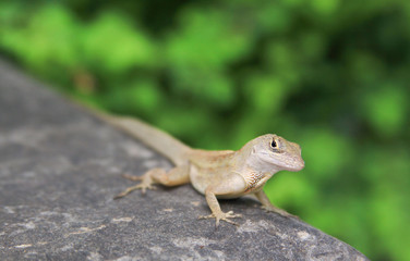 Brown Anole Lizard in Gardens by the Bay Singapore