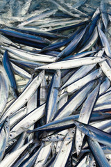 Fototapeta premium 水揚げされた秋刀魚