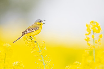 An adult yellow wagtail perched and singing on the blossom of a rapeseed field.
