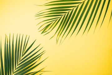 Obraz premium Tropical leaves background, palm leaves, monstera leaves isolated on bright yellow background, top view, flat lay, overhead summer design concept.
