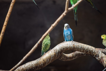 birds on branch