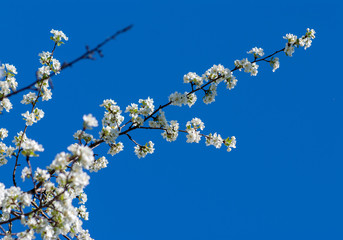 The apple tree blossomed with white flowers