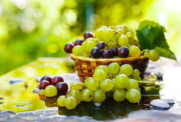 Fresh grapes in a straw basket with water splashes on a rustic wooden table. Autumn fruit, selective focus.