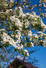 The apple tree blossomed with white flowers.
