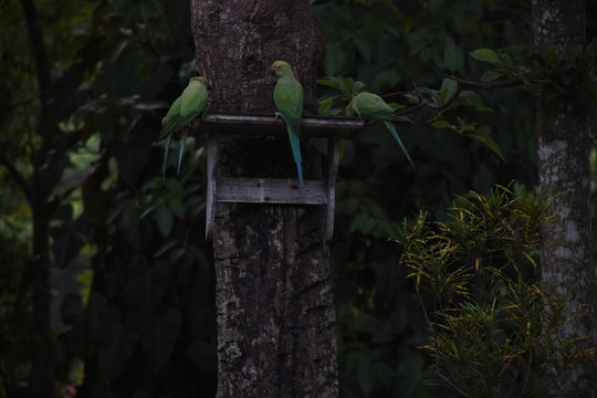 Birds and Butterfly in Sri Lanka 