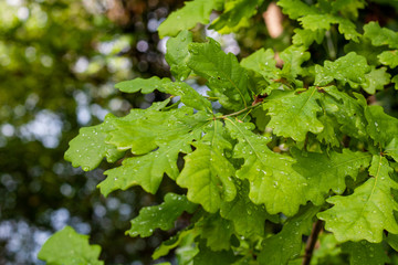 Leaves on the river