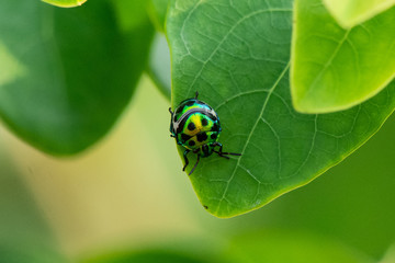 ladybug on leaf