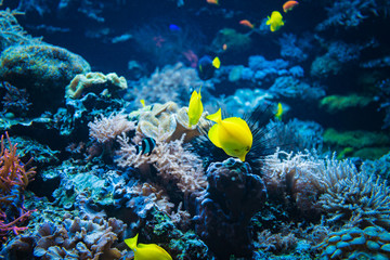 Naklejka na ściany i meble Tropical Fish on a coral reef. colourfull fishes in dark deep blue water