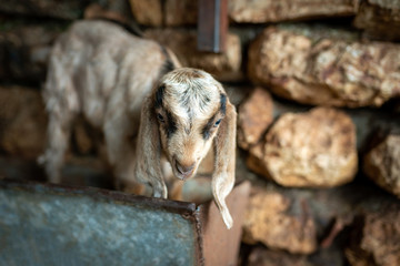 Goat Cubs who eat and play in the pen