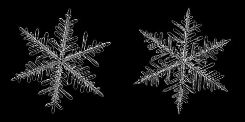 Two snowflakes isolated on black background. Illustration based on macro photos of real snow crystals: elegant stellar dendrites with hexagonal symmetry, complex details and thin, flat arms.