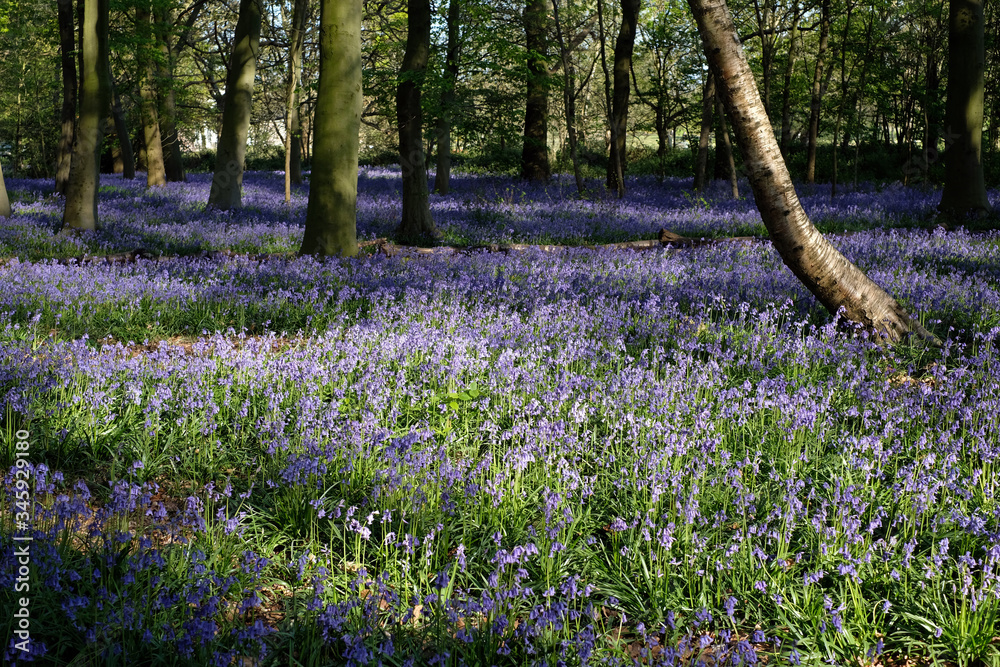 Wall mural Beatiful medow during bluebells seson in the UK