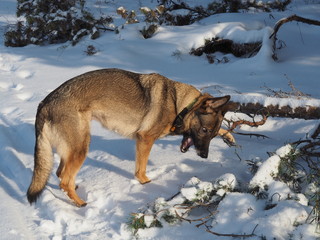 German shepherd portrait in the snow 