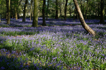 Beatiful medow during bluebells seson in the UK