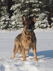 German shepherd portrait in the snow close-up