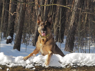 German shepherd portrait in the snow close-up