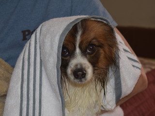 The dog is wiped with a towel after washing.
