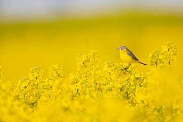 An adult yellow wagtail perched and singing on the blossom of a rapeseed field.