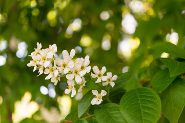 Branch of blooming bird cherry on a background of foliage. Prunus padus. Fantastic bright image. Toned photo.