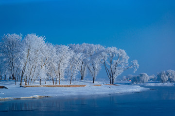 white trees all in the snow next to the river 
