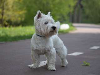 Portrait of a little white dog in spring or summer.